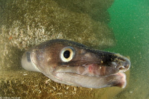Conger conger by Mathieu Foulquié 
